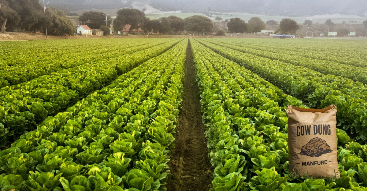 Organic agro inputs and cow dung manure